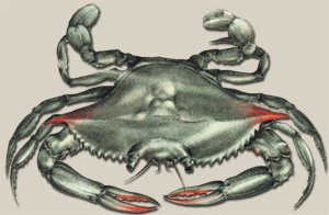 The Maryland Blue Crab (Callinectes sapidus) or "Beautiful Swimmer"